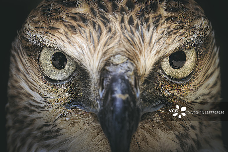 猫头鹰特写图片素材