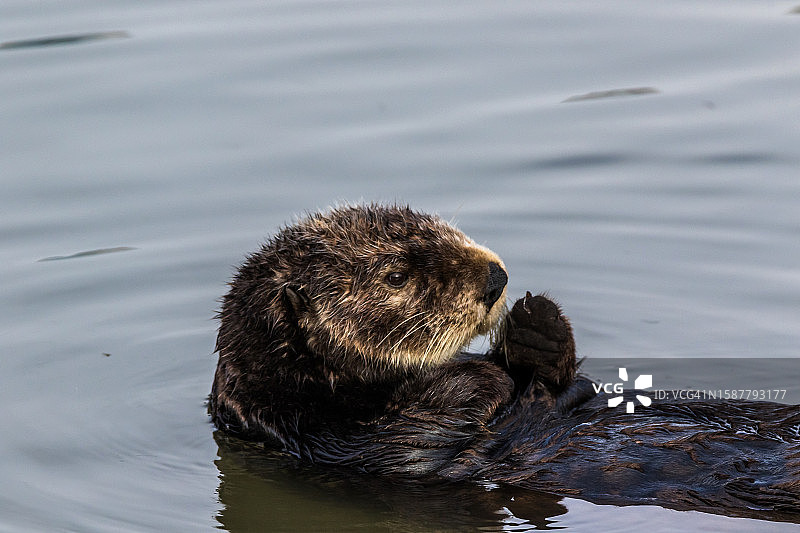 近距离拍摄在湖中游泳的熊，美国加利福尼亚州蒙特雷图片素材