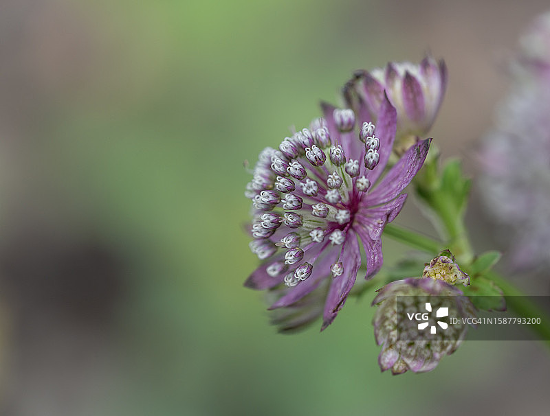 紫色开花植物特写图片素材