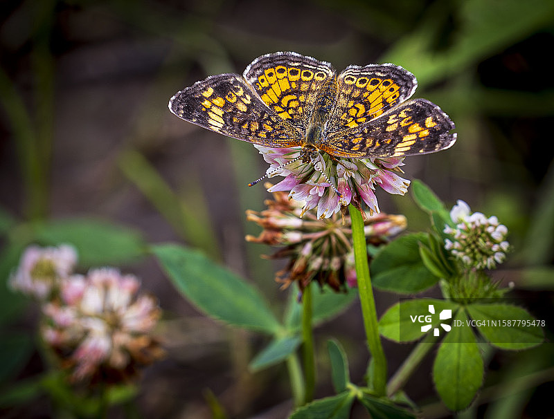 蝴蝶在紫色花朵上授粉的特写图片素材