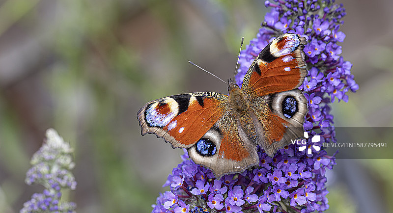 蝴蝶在紫色花朵上授粉的特写图片素材