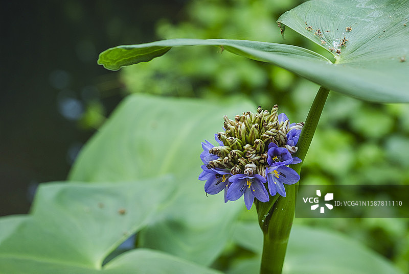 鸭舌草花和叶子特写图片素材