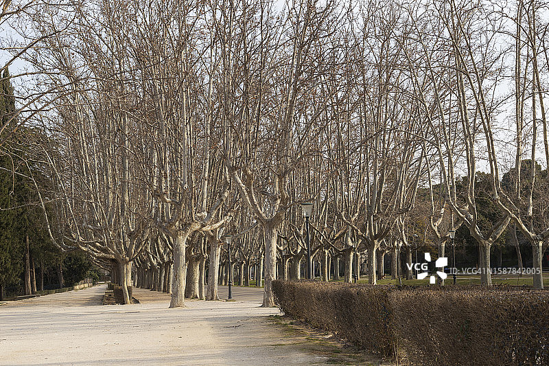 公园里的无叶树木套装图片素材