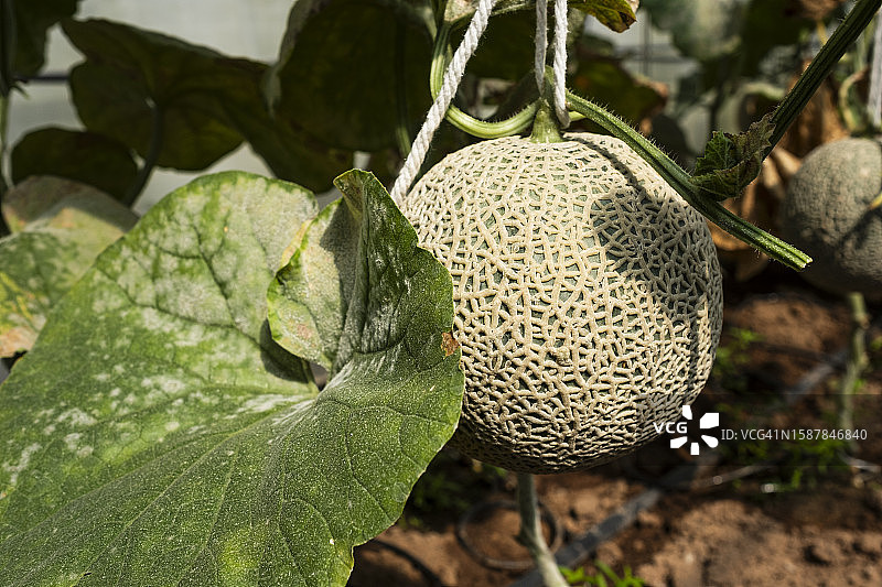 绿色新鲜有机甜瓜特写图片素材