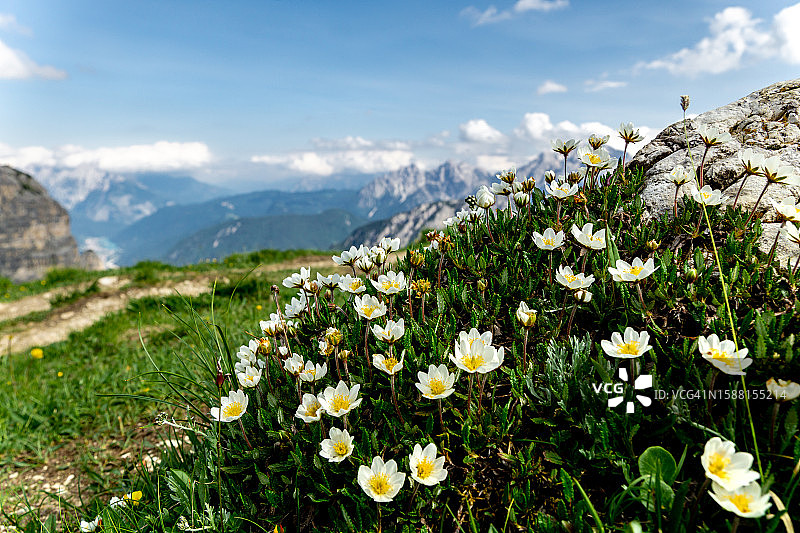 高山唐松草图片素材