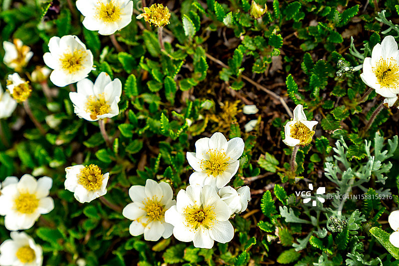 高山唐松草图片素材