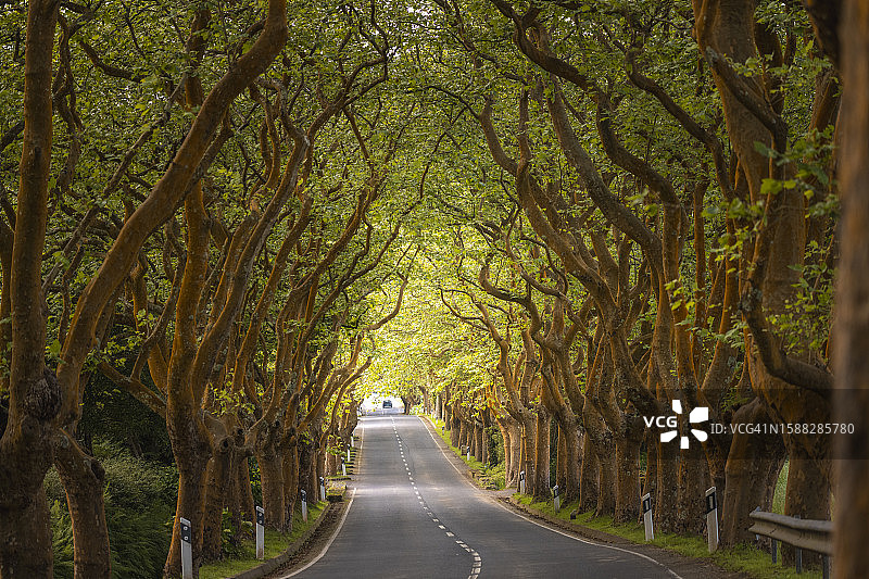 月桂树成行的道路图片素材
