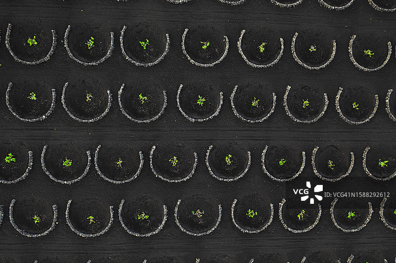 兰萨罗特岛的传统葡萄园航拍景观图片素材