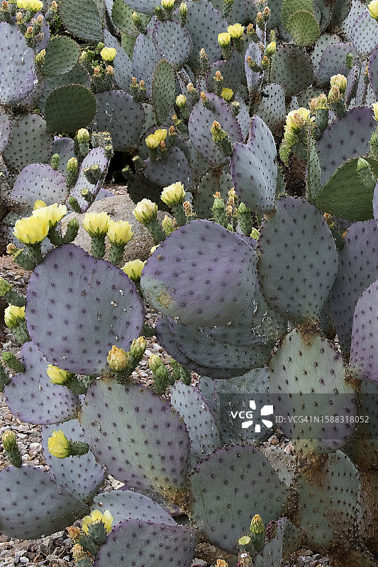 紫色仙人掌花和花蕾图片素材