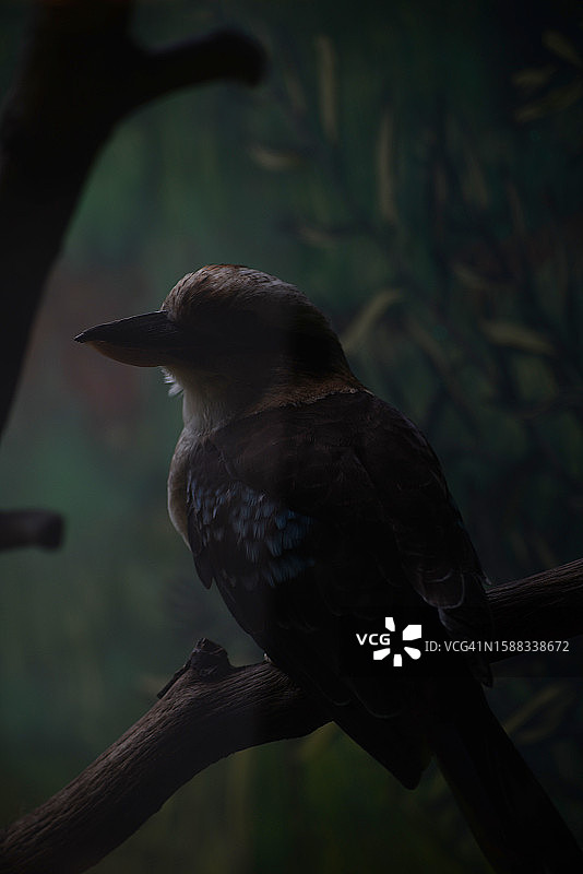 笑翠鸟图片素材