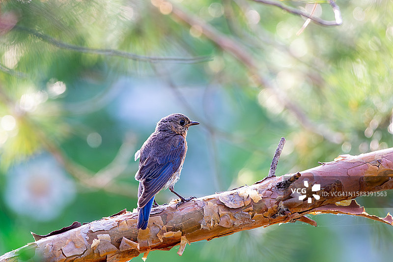 东方蓝知更鸟图片素材