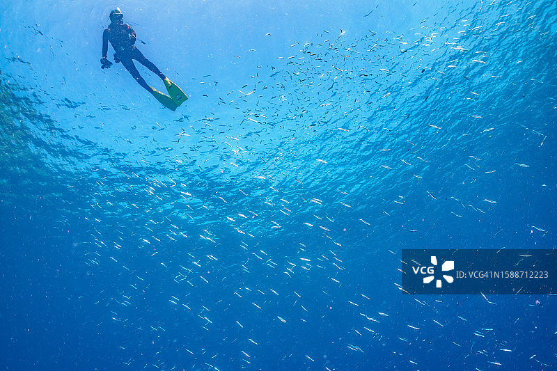 潜水员与鲹鱼群@HIRIZO海滩图片素材