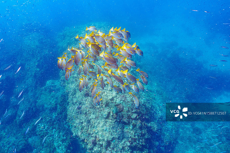 HIRIZO海滩的蓝点海鲈鱼群图片素材