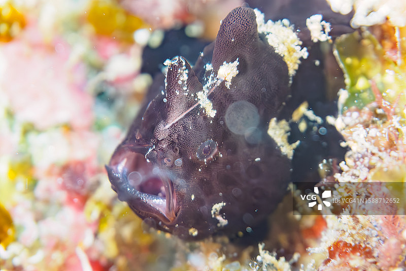 HIRIZO海滩的可爱躄鱼图片素材