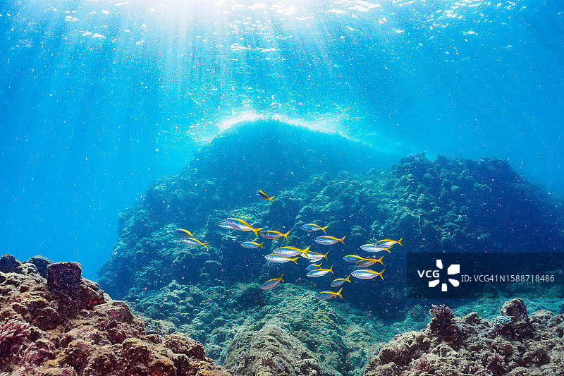 HIRIZO海滩的黄条纹鱼群图片素材