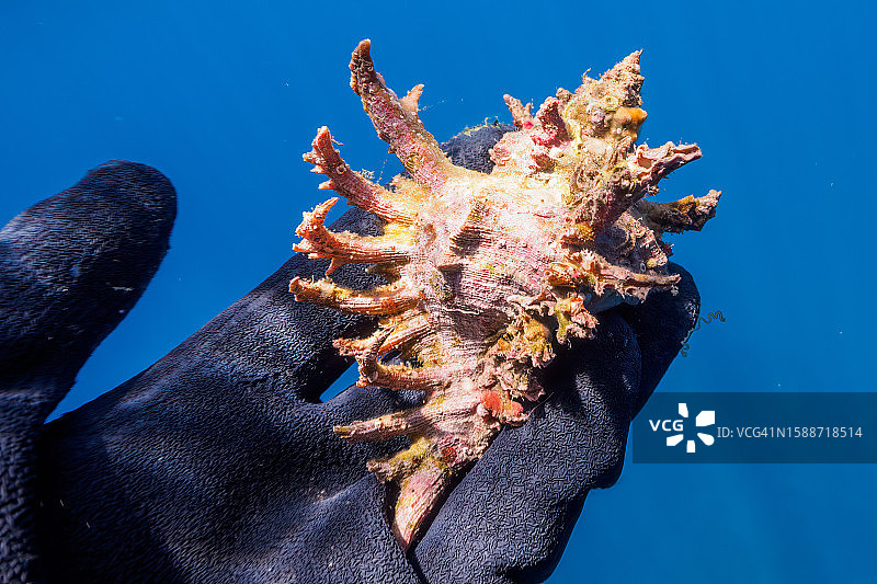 HIRIZO海滩的火炬海螺美景图片素材