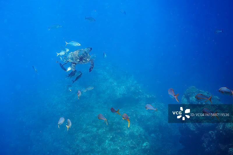 绿海龟与鰤鱼群，HIRIZO海滩图片素材