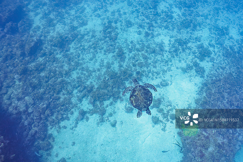 HIRIZO海滩的绿海龟图片素材