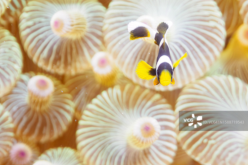 HIRIZO海滩的可爱黄尾冠鱼幼鱼图片素材