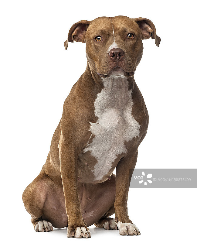 美国斯塔福梗犬坐姿摄影图片素材