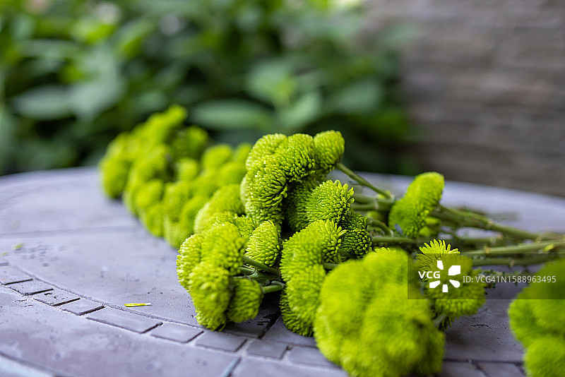 新鲜采摘的青柠色菊花图片素材