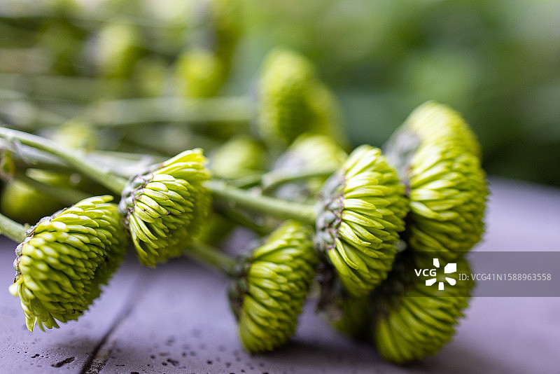 新鲜采摘的青柠色菊花图片素材