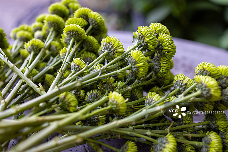 新鲜采摘的青柠色菊花图片素材
