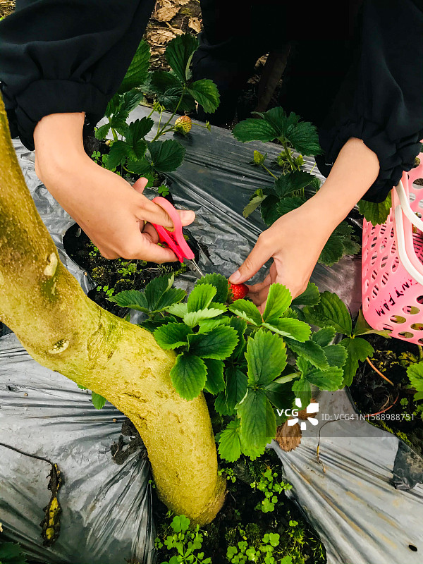 女人正在采摘草莓图片素材
