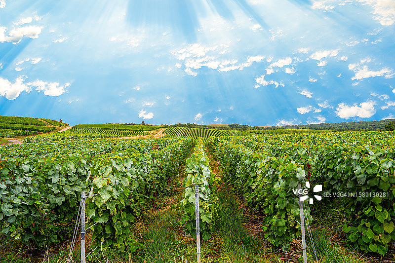 法国山地农场的葡萄园和葡萄图片素材