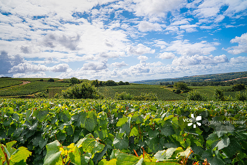 法国山地农场的葡萄园和葡萄图片素材