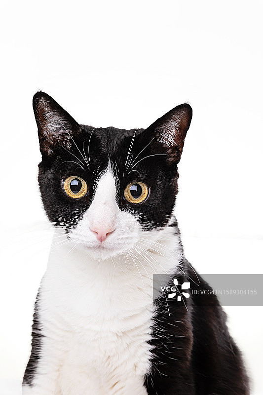 白色背景上的黑白猫图片素材