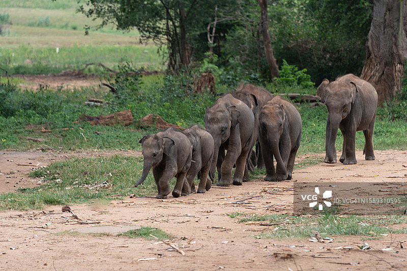 亚洲象幼崽图片素材