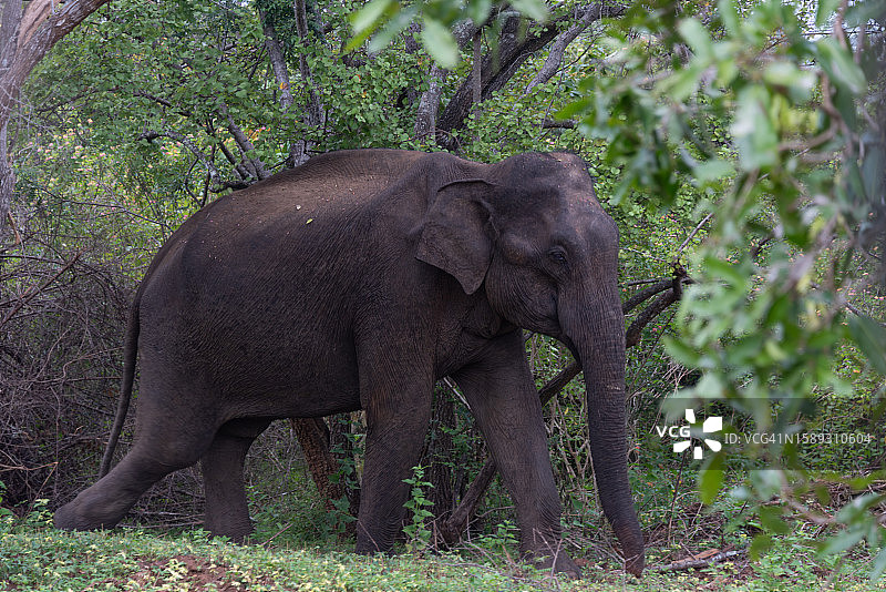 亚洲象，斯里兰卡乌达瓦拉韦国家公园图片素材