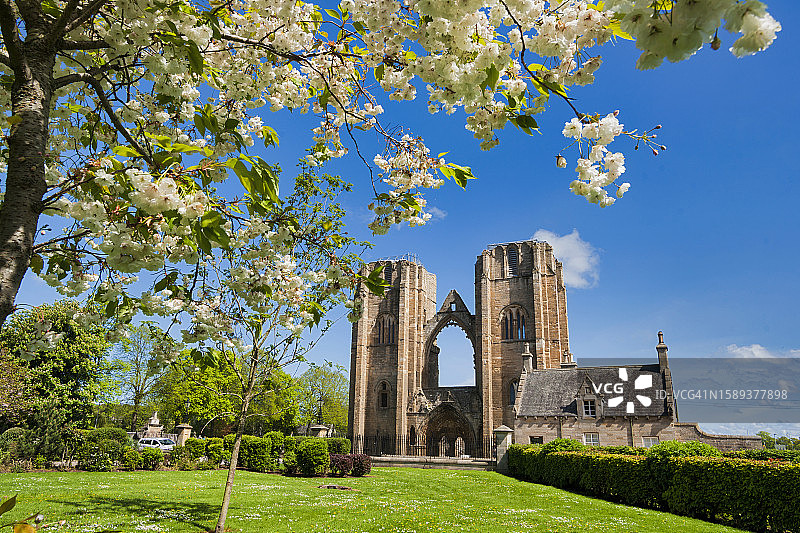 英国苏格兰埃尔金大教堂与樱花图片素材