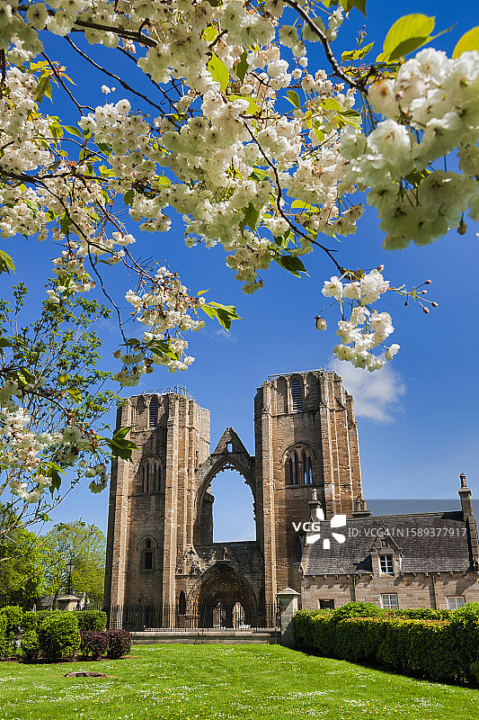 英国苏格兰埃尔金大教堂与樱花图片素材