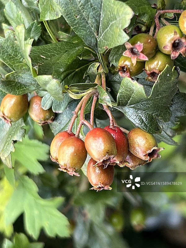 山楂树上成熟的普通山楂浆果特写图片素材