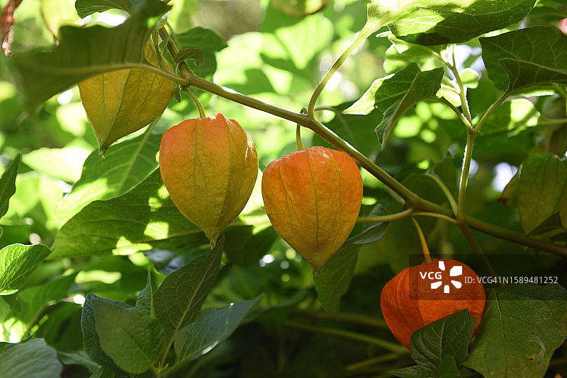 红灯笼果图片素材