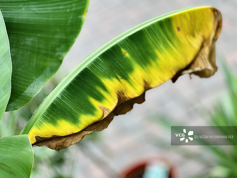 特写：香蕉叶（Musa Acuminata）叶片发黄，有褐斑迹象图片素材