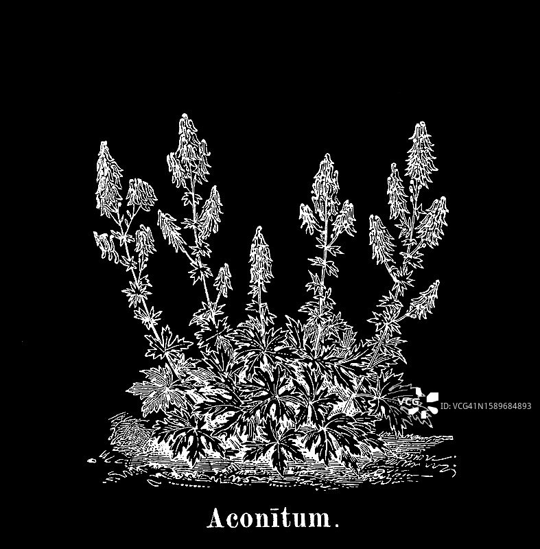 植物学古版画插图：乌头，附子，金星车或狼毒（Aconitum）-有毒植物图片素材