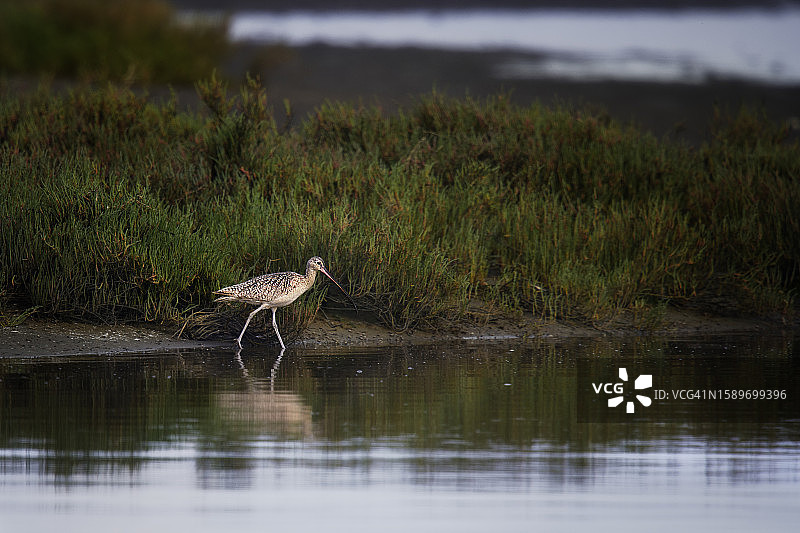 加利福尼亚州莫斯兰丁附近岸边上的长嘴鹬美丽肖像图片素材