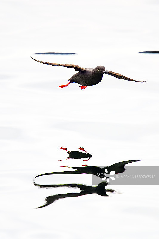 加州蒙特雷海鸠降落反射图形艺术图片素材