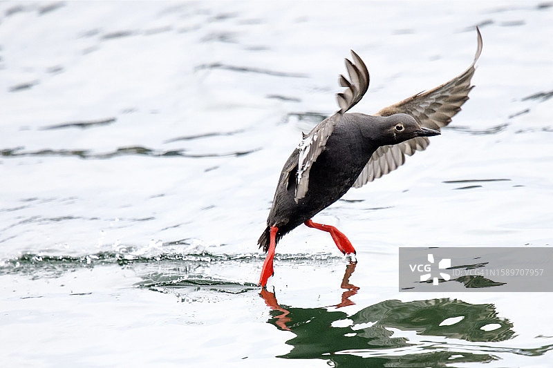 海鸠降落水面反射图案图片素材