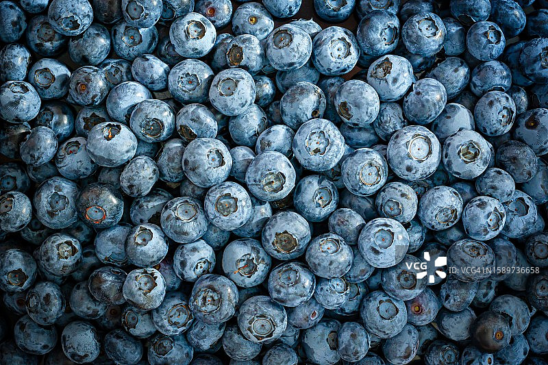 新鲜蓝莓背景：浆果，健康食品概念，浆果纹理图片素材
