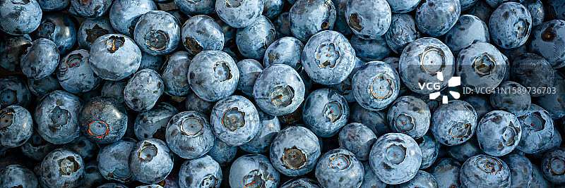 新鲜蓝莓背景，健康食品概念图片素材