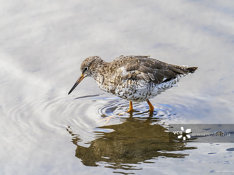 红脚鹬（Tringa totanus）在英国兰开夏郡Silverdale附近的Leighton Moss RSPB保护区觅食图片素材
