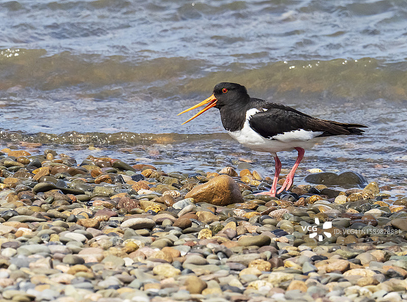 瓦尔尼岛上的蛎鹬图片素材