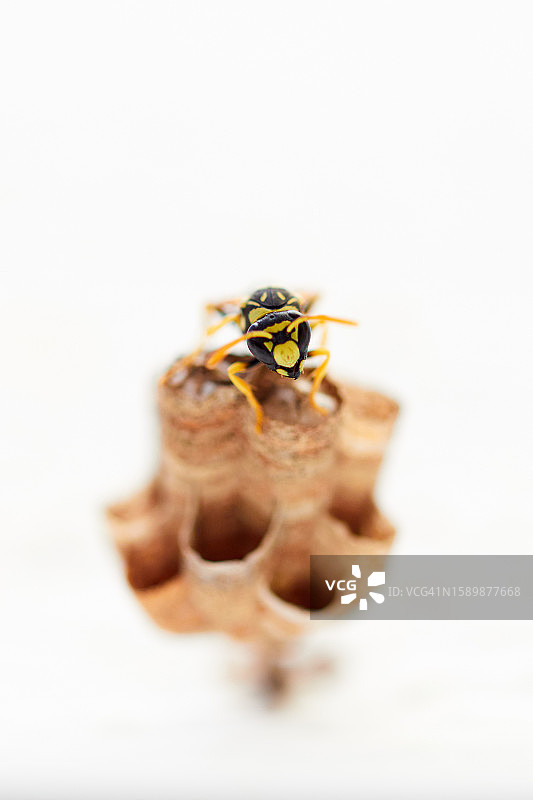 白色背景上德国胡蜂用纤维素筑巢的独立标本图片素材