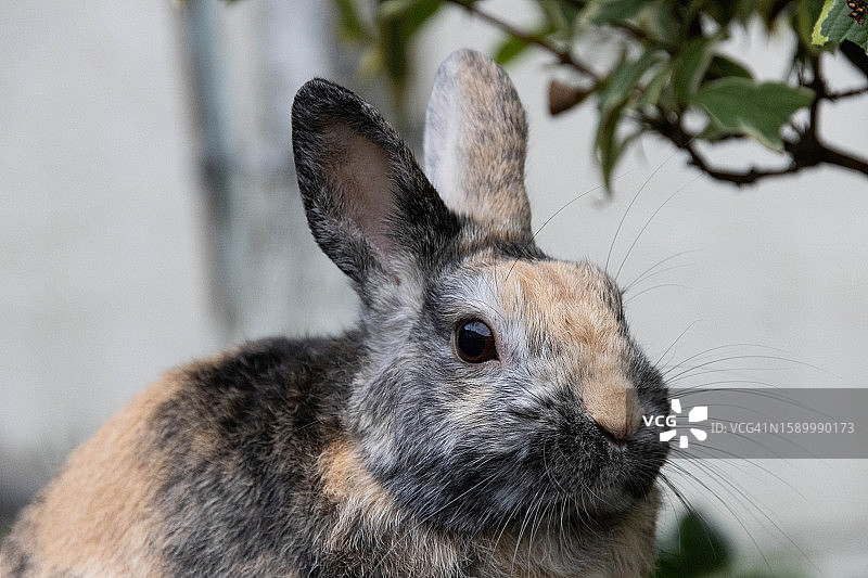 兔子特写图片素材