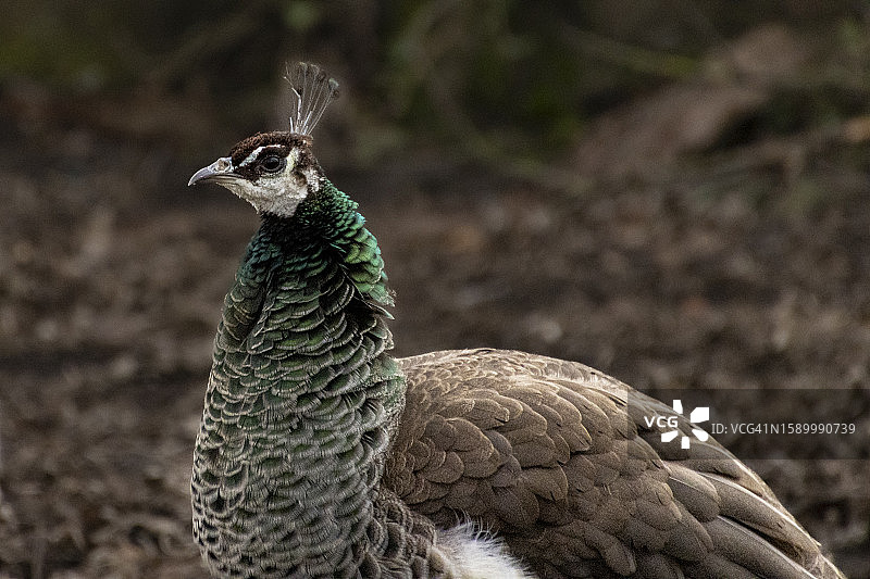 雌孔雀特写图片素材