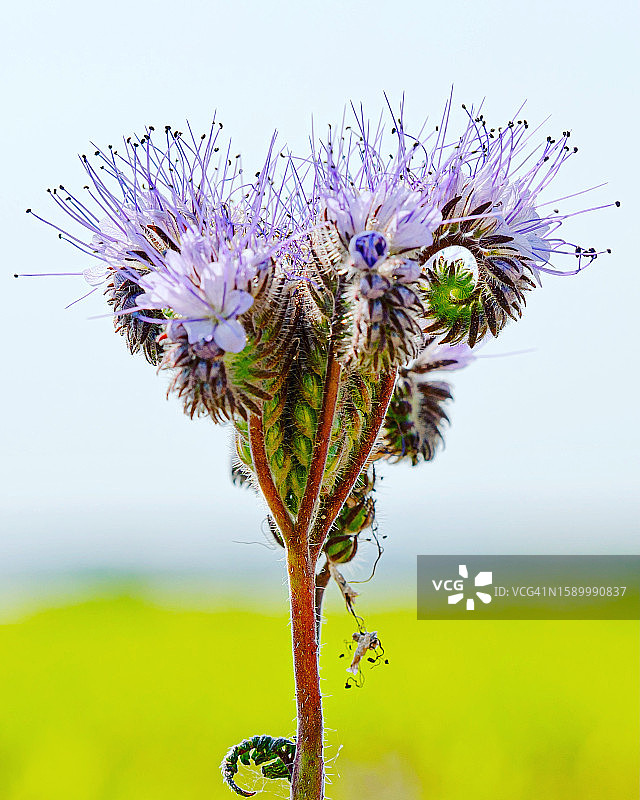 德国勃兰登堡田野上的蓟花特写图片素材